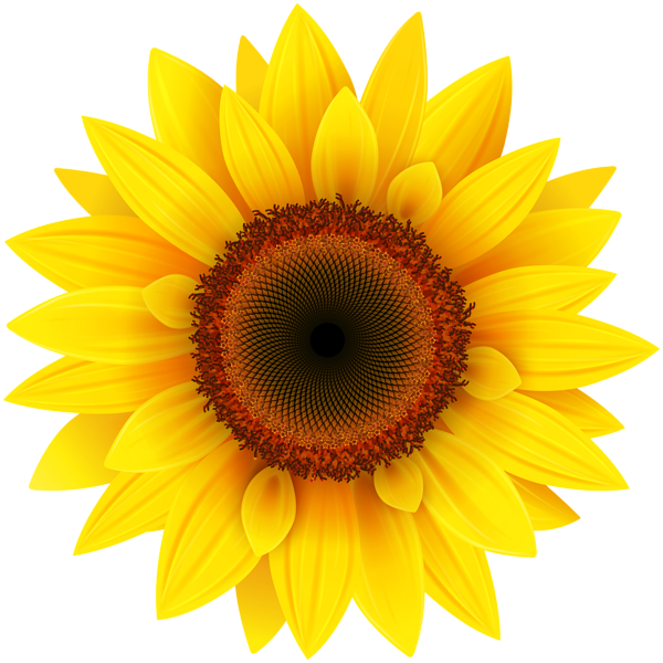 Sunflower Pin Annie Stinger Clipart Pinterest  HD Free Download
