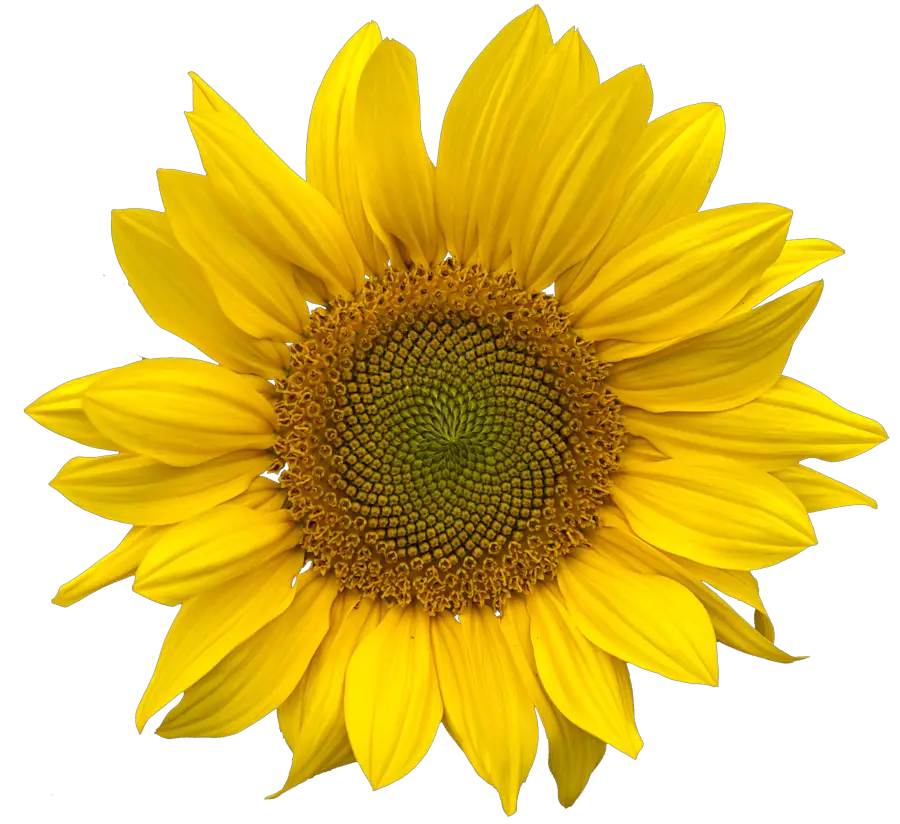 Sunflower PNG Clearcut Astoko Deviantart HD Free Download