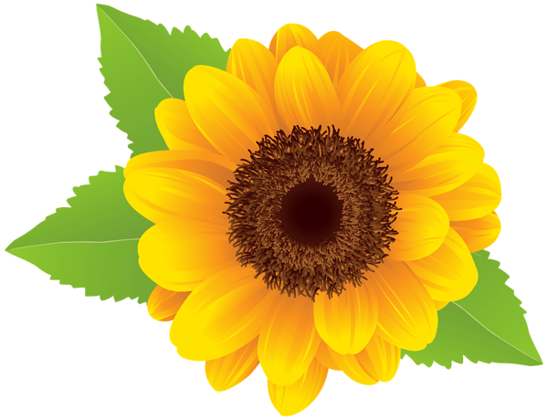 Sunflower PNG Clip Art Image Gallery High  HD Free Download
