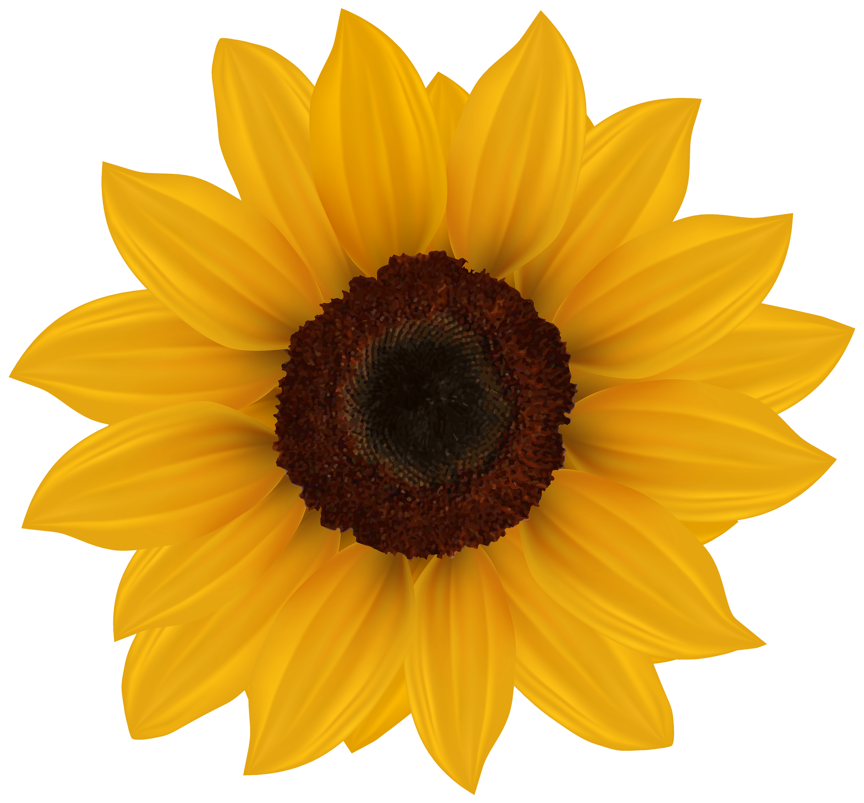 Sunflower PNG Clipart Image Best Web Clipart  HD Free Download