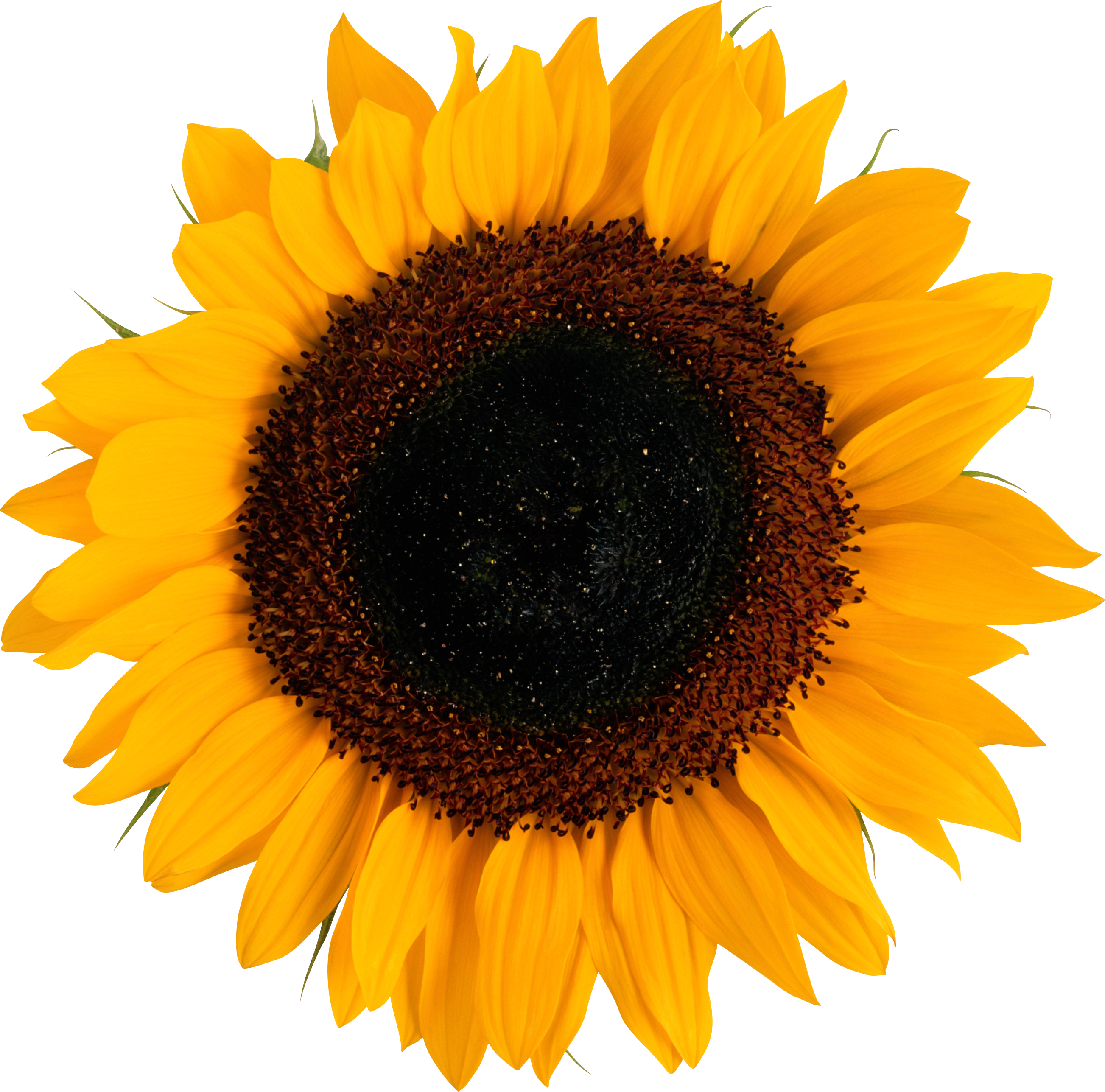Sunflower PNG Icon Web Icons PNG  HD Free Download