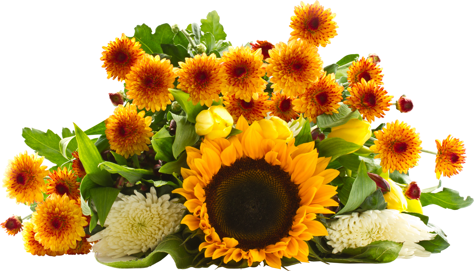 Sunflower PNG Images Transparent Background  HD Free Download