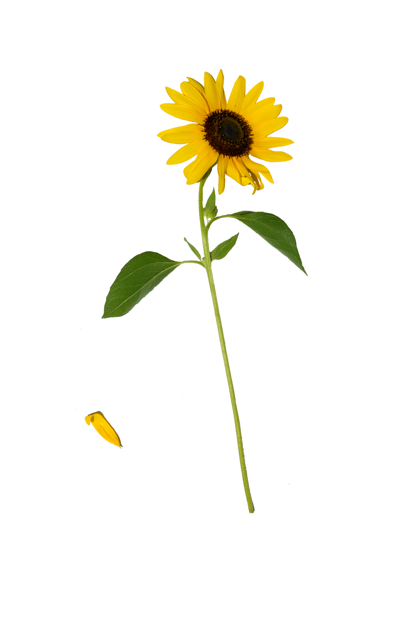 Sunflower Single PNG Annamae Deviantart  HD Free Download