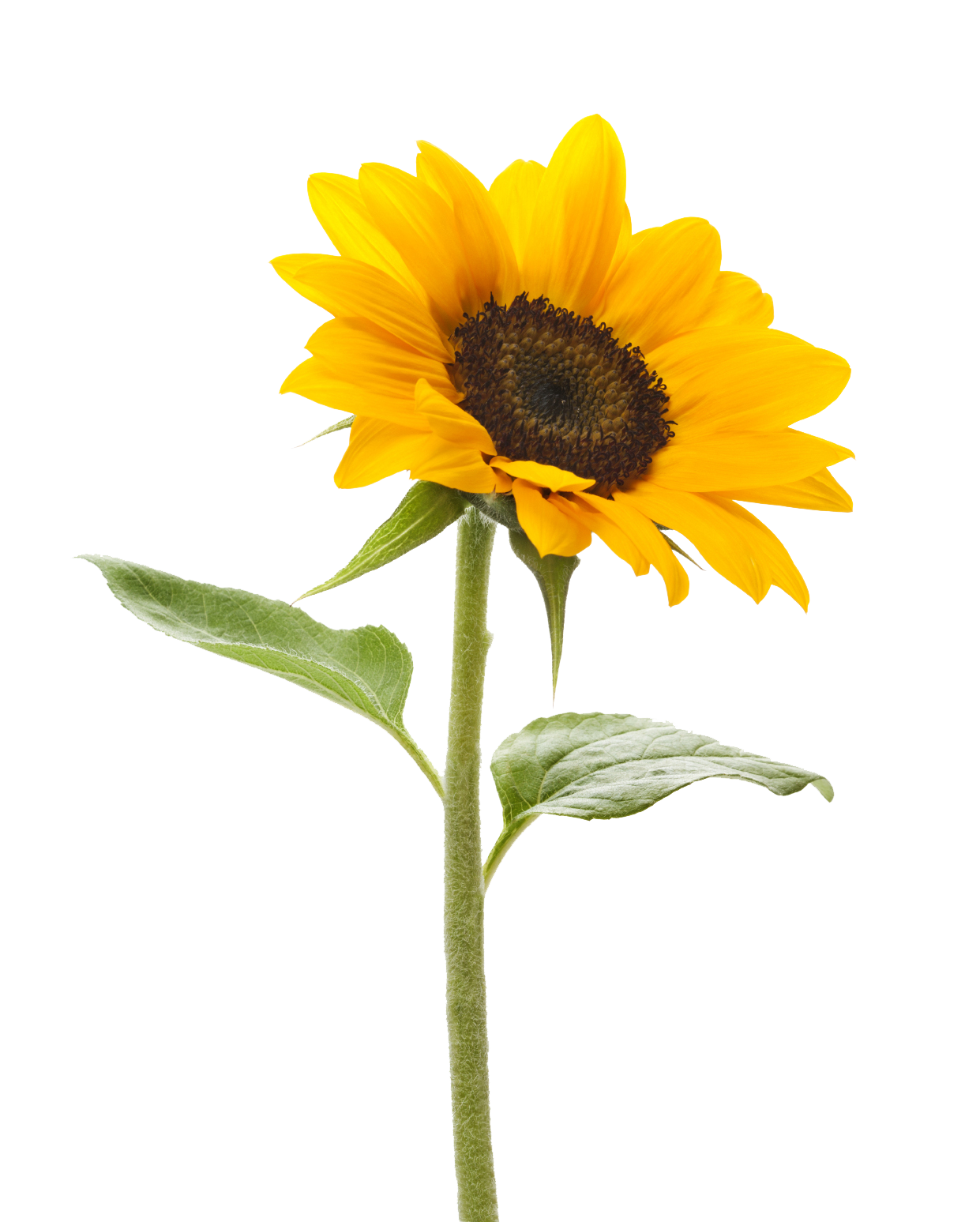 Sunflower Stem Mansfield  HD Free Download