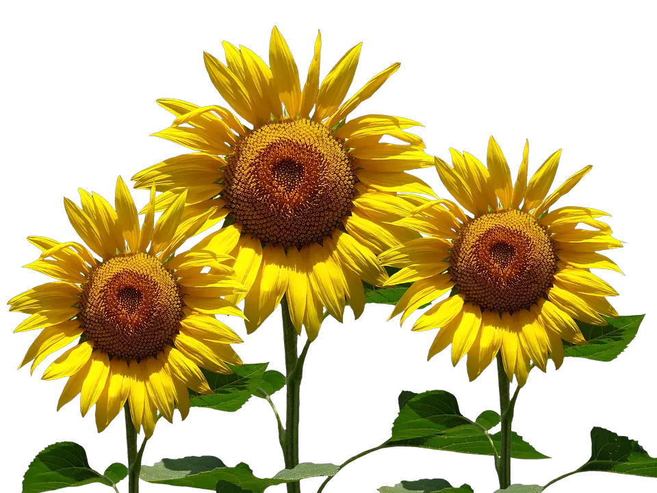 Sunflower Sun Summer Image   HD Free Download