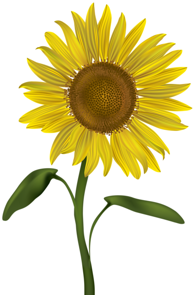 Sunflower Transparent PNG Clip Art Image Gallery  HD Free Download