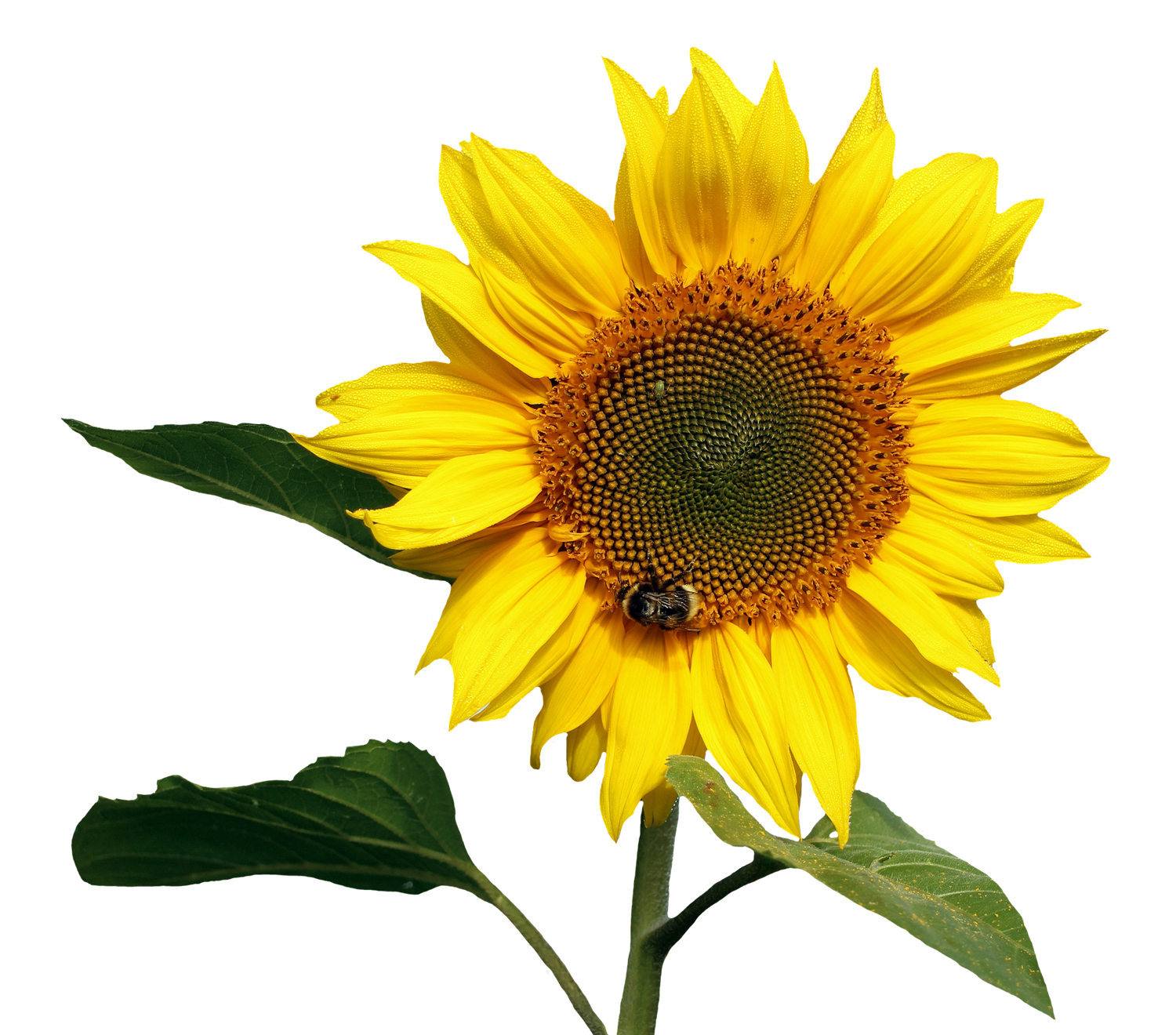 Sunflower Transparent PNG Image   HD Free Download
