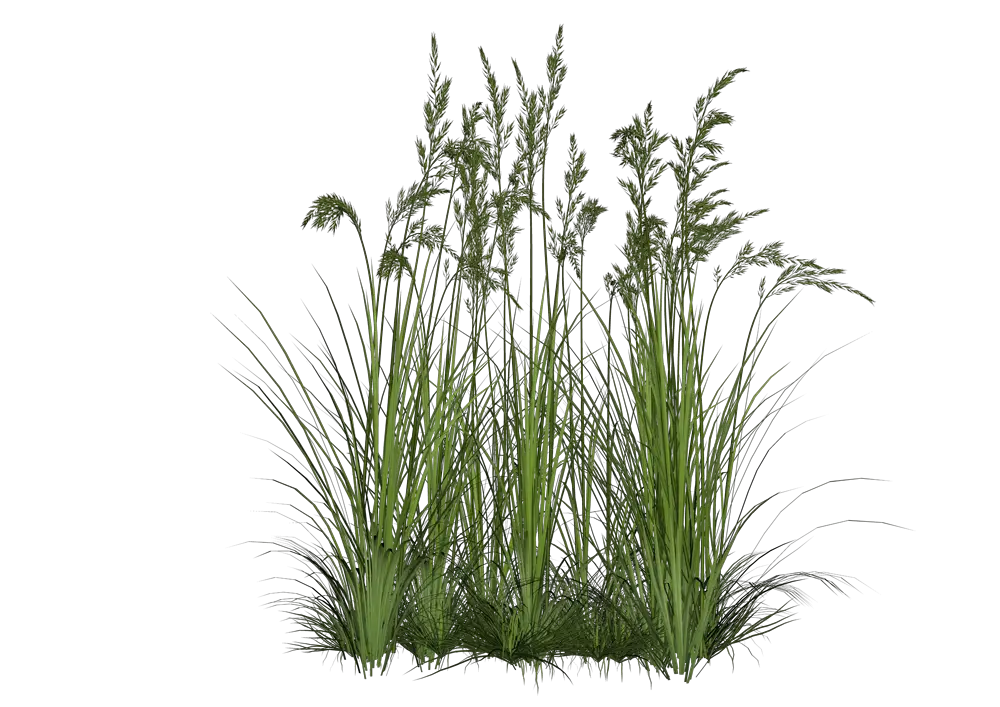 Tall Grass Transparent PNG Pictures Icons And PNG  HD Free Download