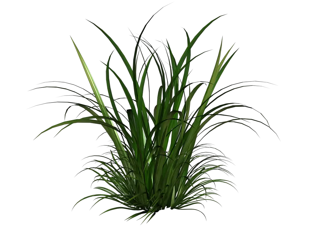 Tall Grass Transparent PNG Pictures Icons And PNG  HD Free Download