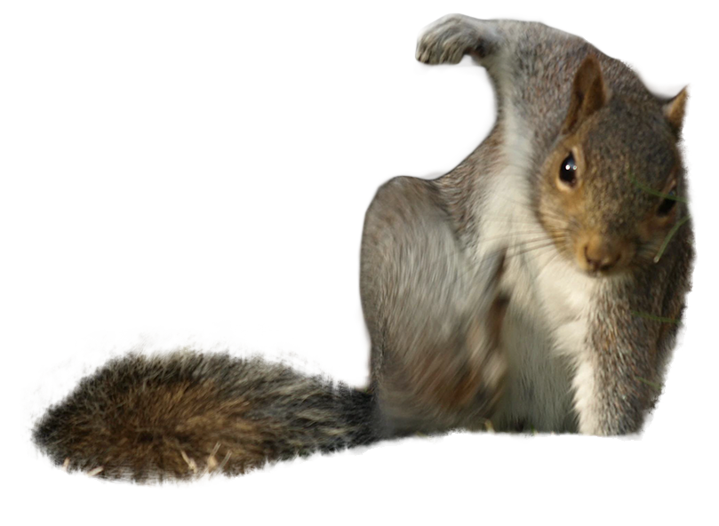 This Squirrel Doing Super Hero Pose Sparked Hilarious  HD Free Download