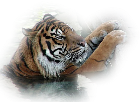Tiger Clip Art Graphics  HD Free Download