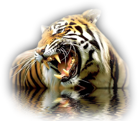 Tiger Clip Art Graphics  HD Free Download