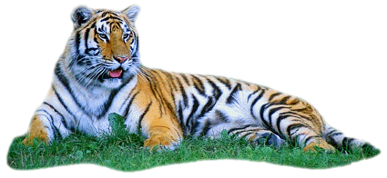 Tiger Clip Art Graphics  HD Free Download