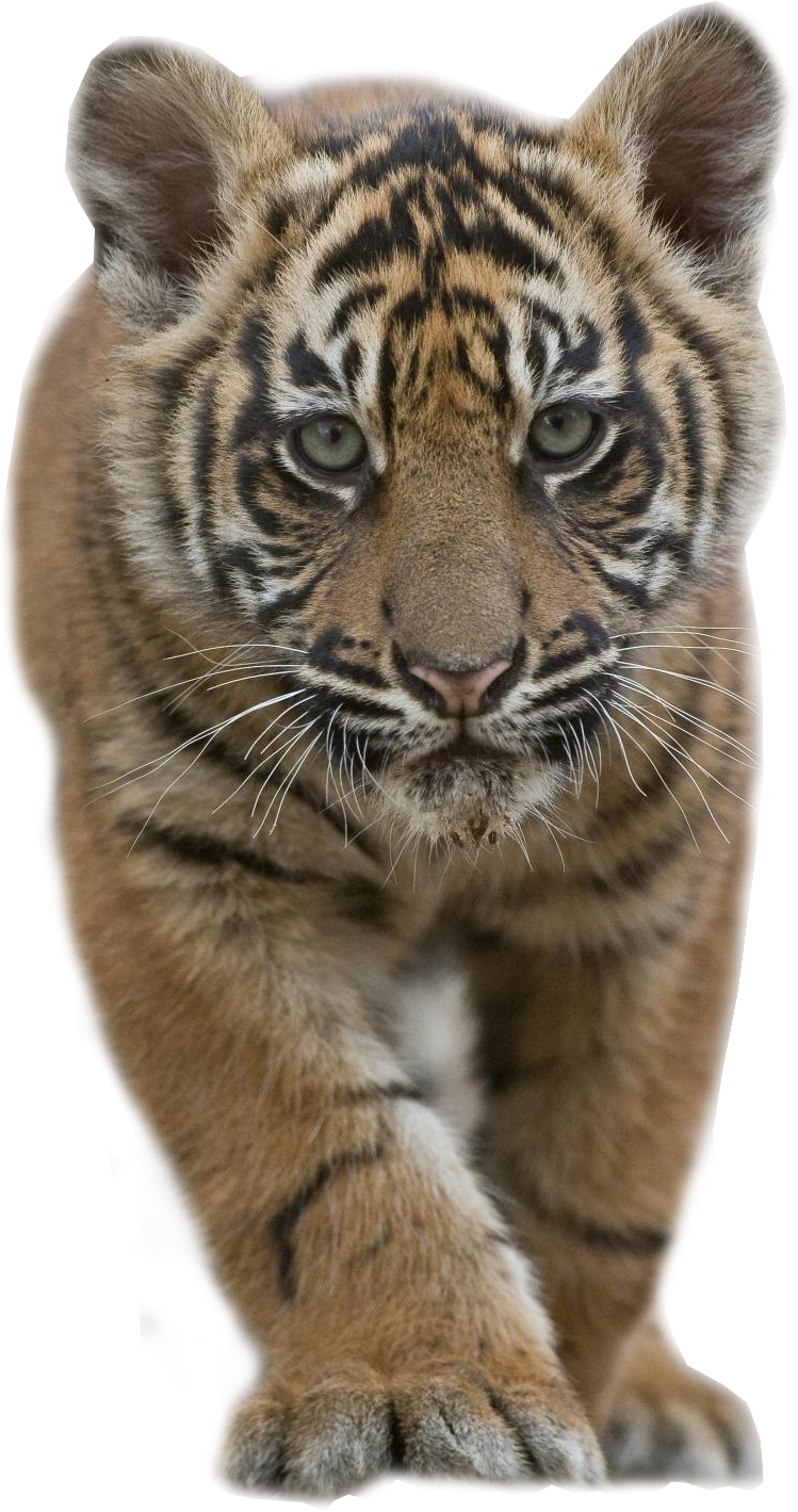 Tiger Cub Stalking Transparent Image  HD Free Download