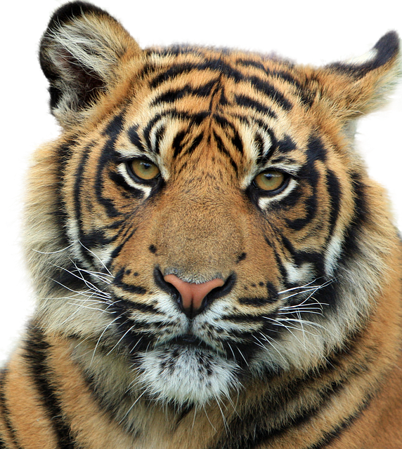Tiger Feline Animal Image   HD Free Download