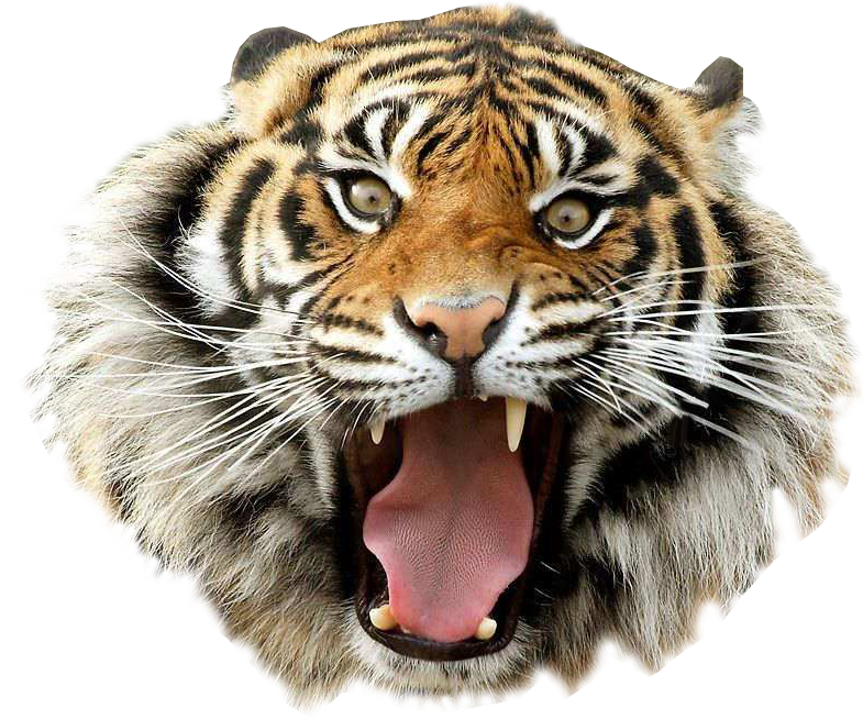 Tiger Gallery PNG Images  HD Free Download
