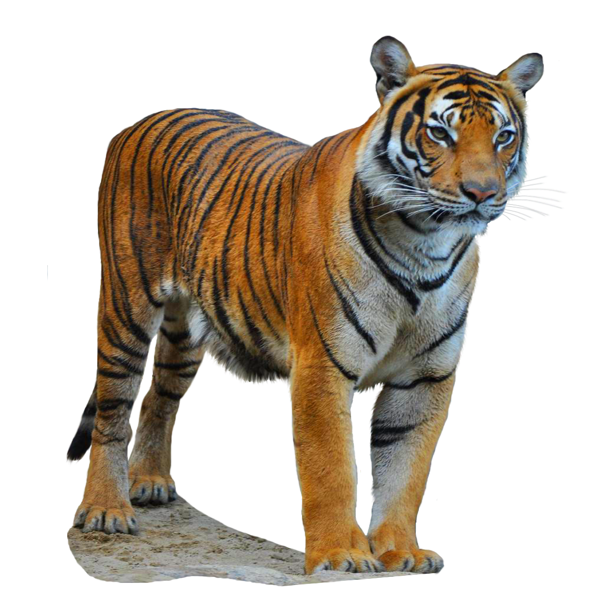 Tiger Getting Ready Design Choosing The Project Animal  HD Free Download