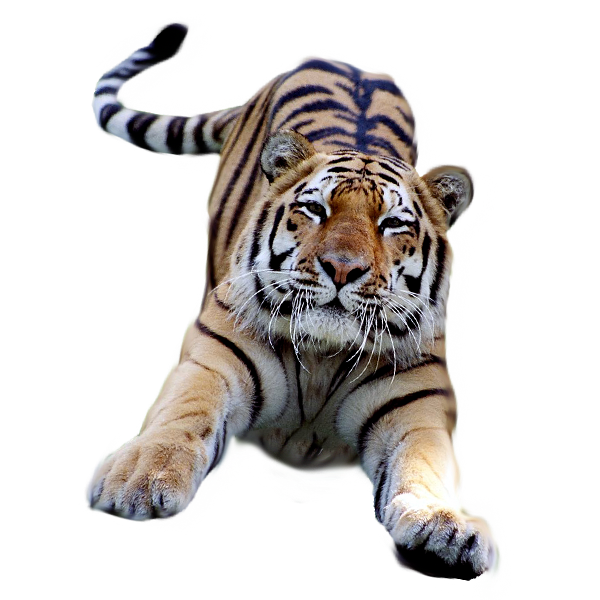 Tiger Head Transparent Tumblr  HD Free Download