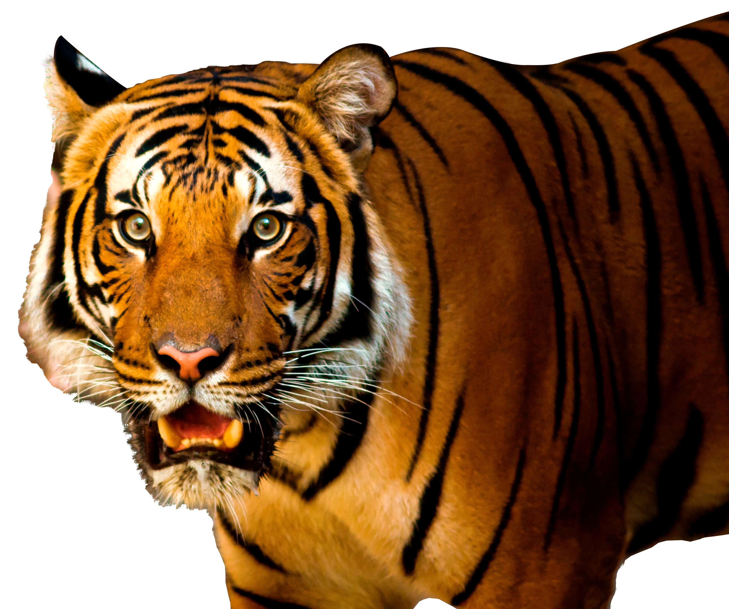 Tiger PNG  HD Free Download
