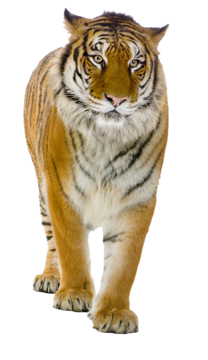 Tiger PNG Design Deviantart  HD Free Download