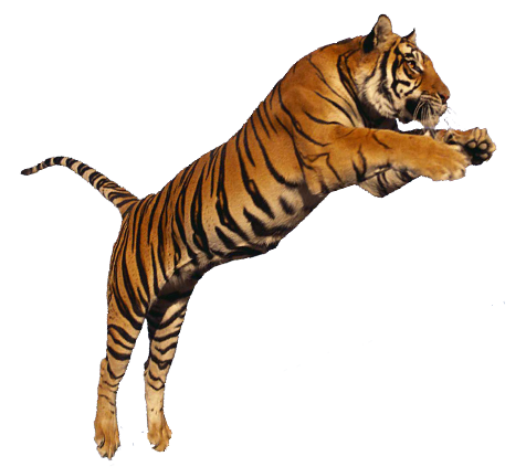 Tiger PNG Images The Deadly Asian Cat   HD Free Download