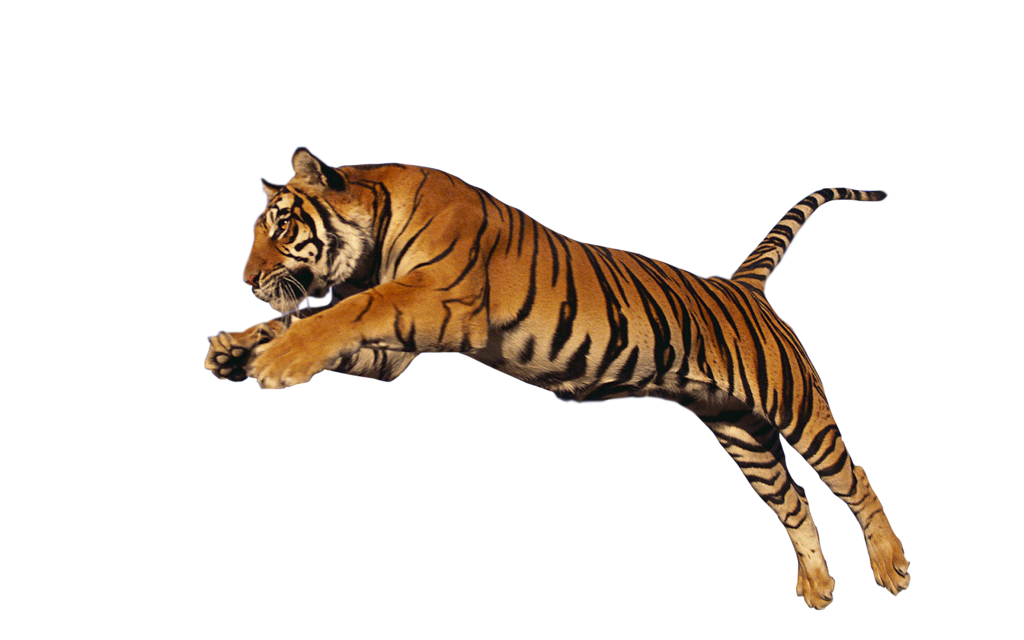 Tiger PNG Transparent Images  HD Free Download