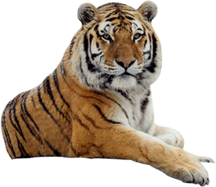 Tiger PNG Transparent Images  HD Free Download