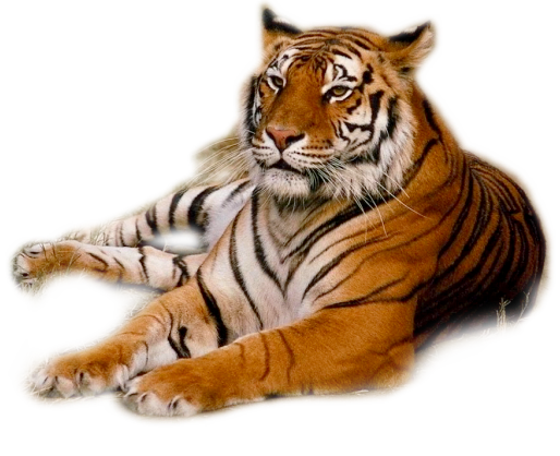 Tiger PNG Web Icons PNG  HD Free Download