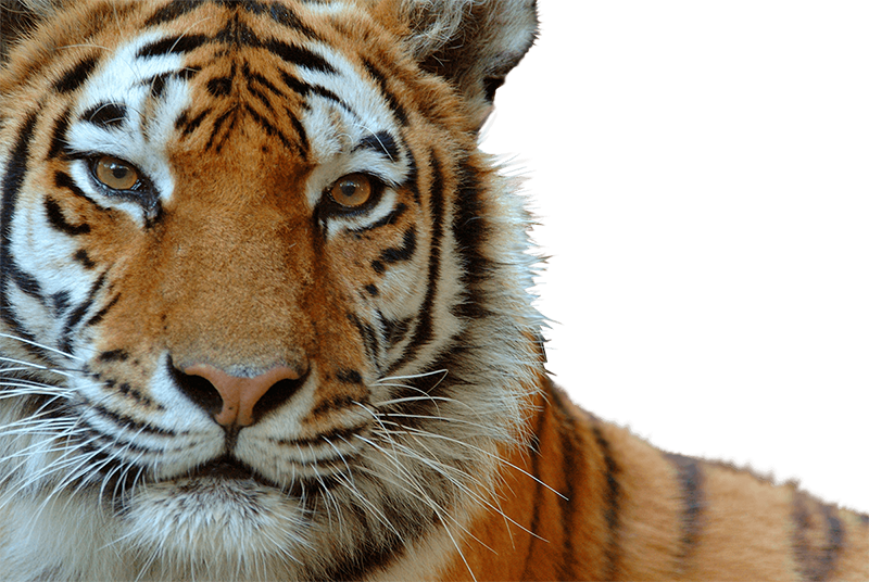 Tiger Wildlife Environmental Conservation Organisation Wwf  HD Free Download