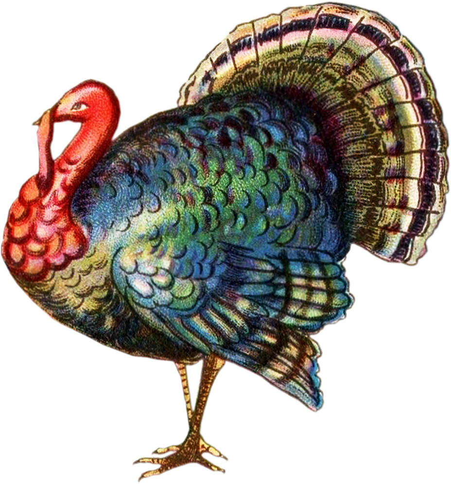 Tom Turkey Thanksgiviing Clipart  HD Free Download