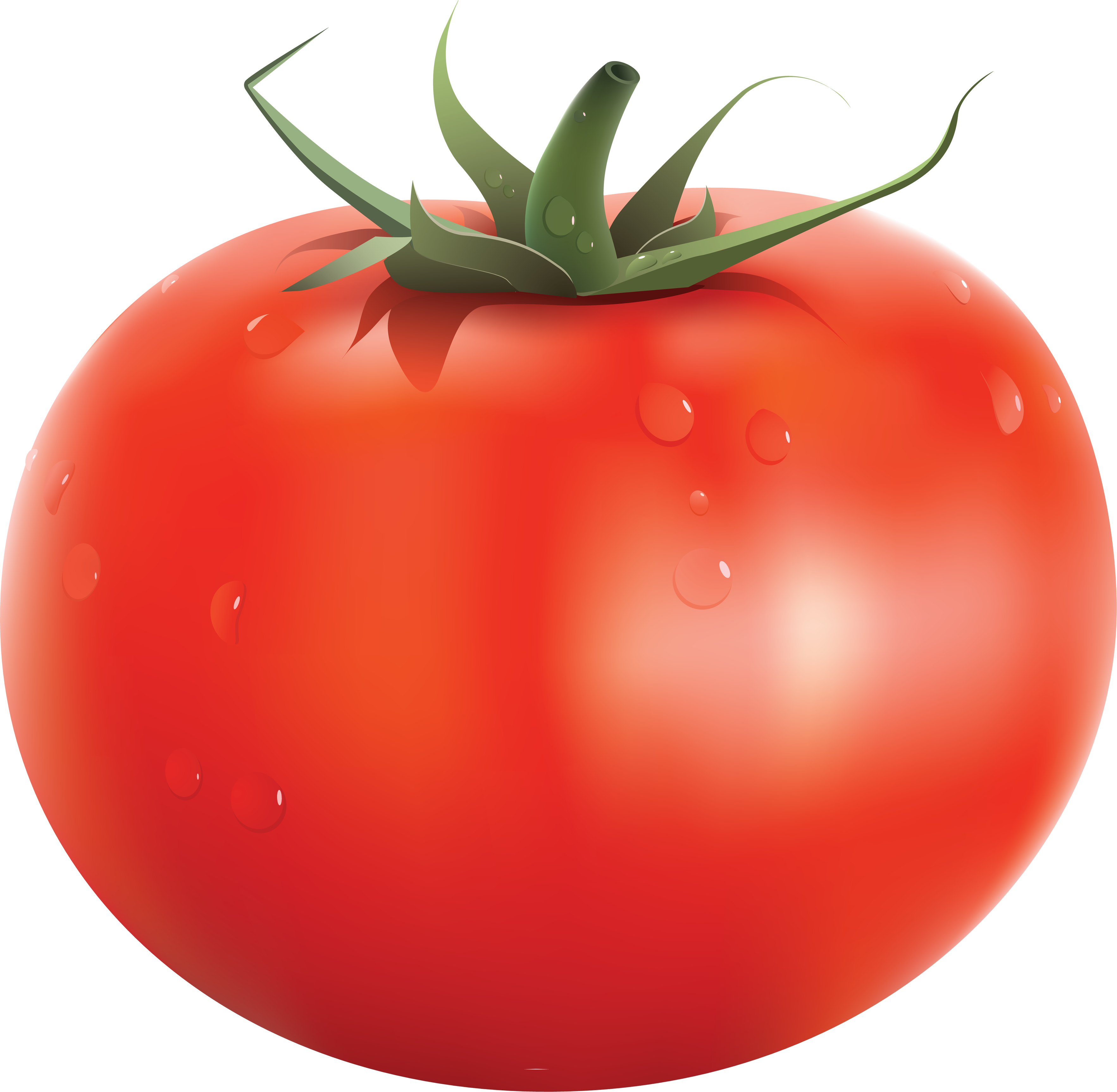 Tomato Basic Knives And Their Uses HD Free Download