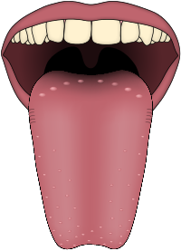 Tongue Papilas Gustativas Wikipedia Enciclopedia Libre  HD Free Download