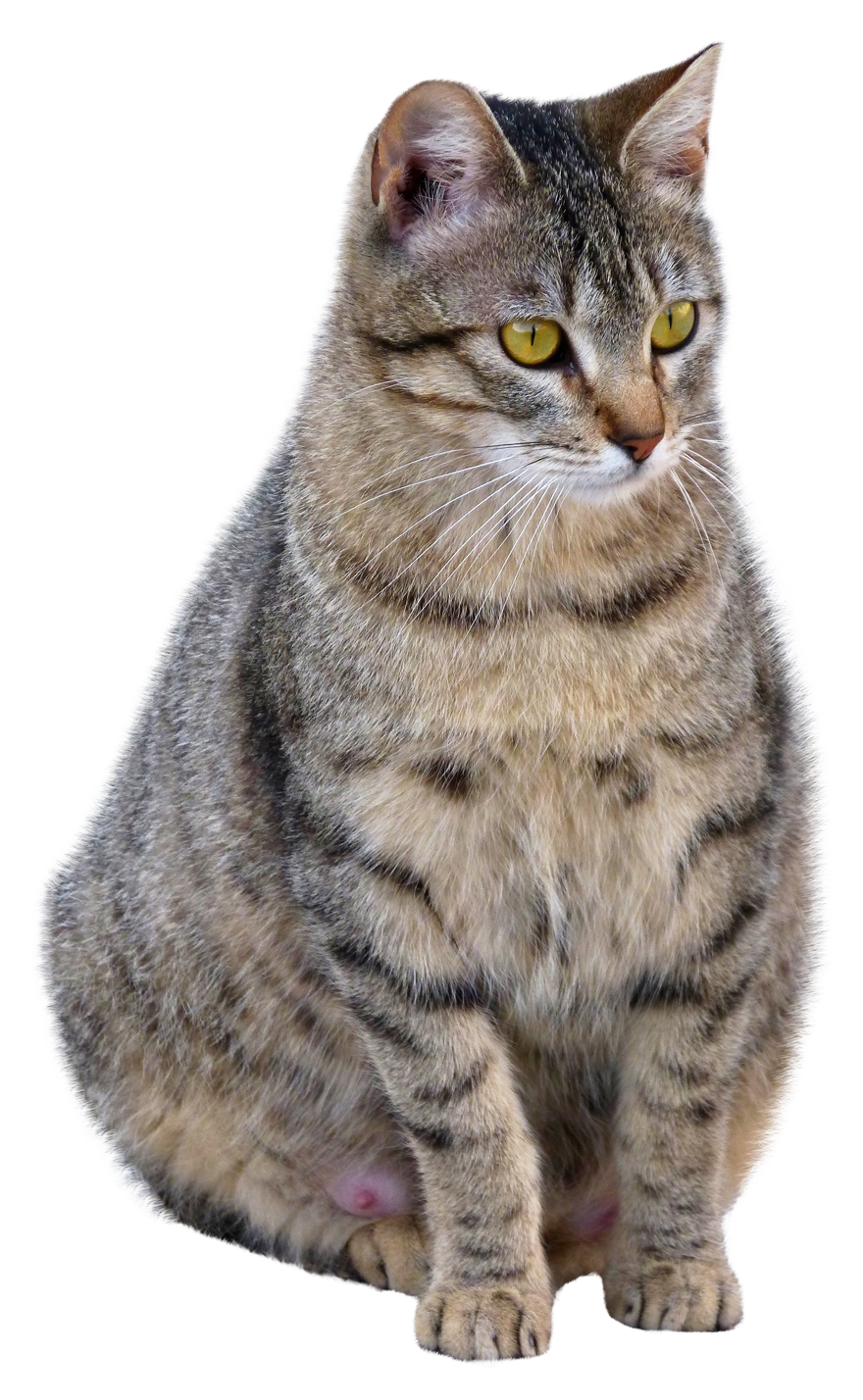 Fat Gray Cat Transparent Picture  HD Free Download
