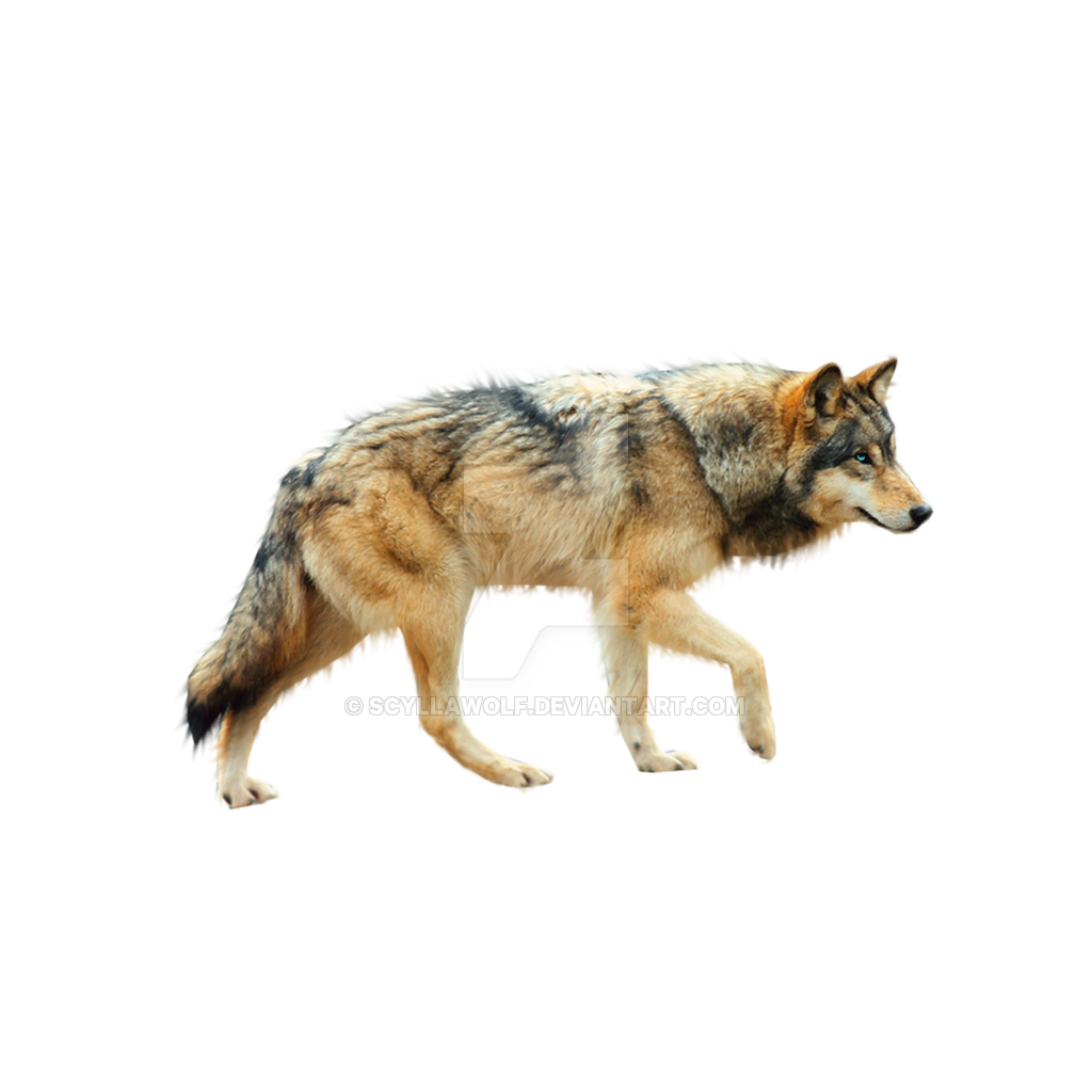 Transparent Running Wolf Gif  HD Free Download