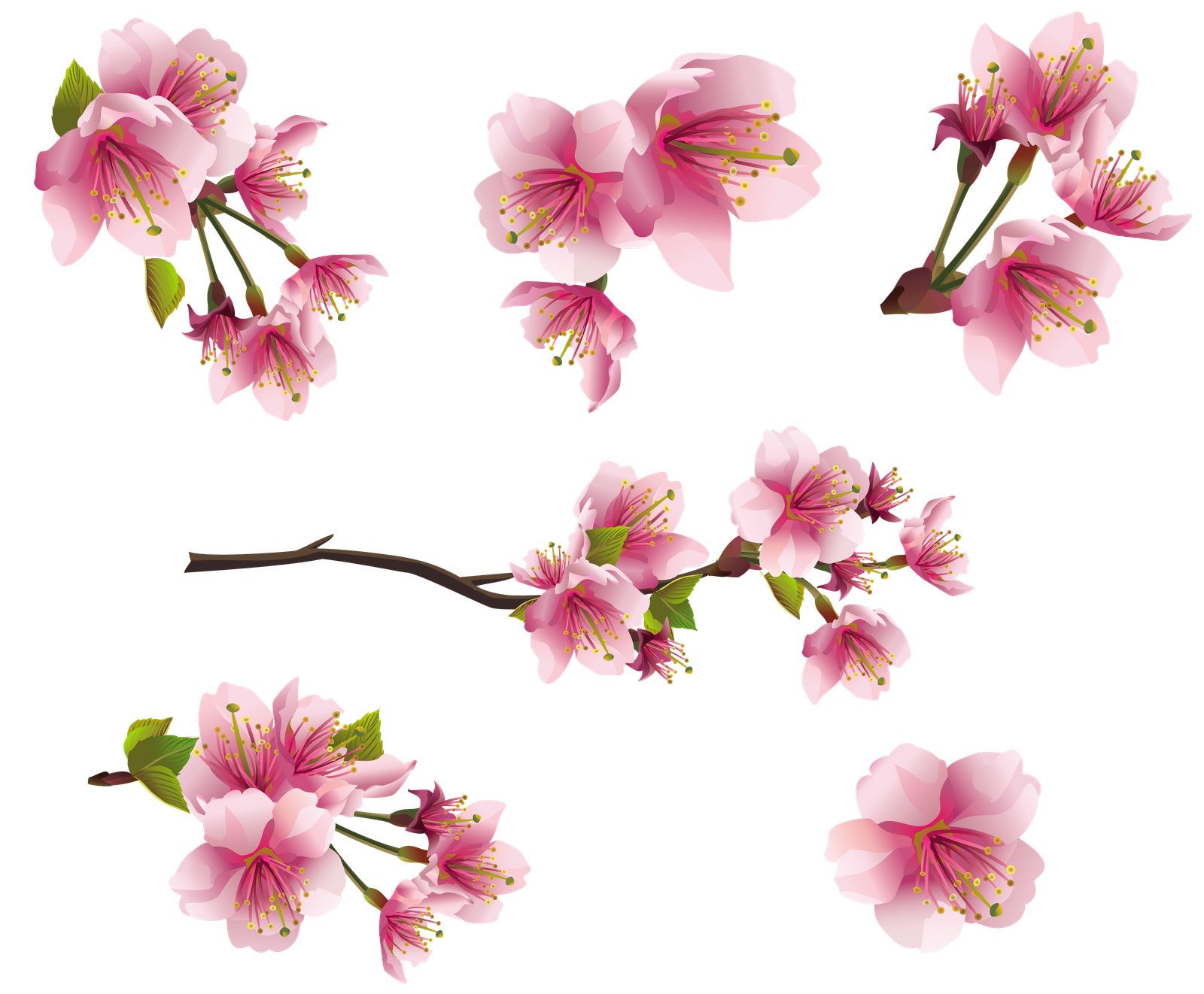 Transparent Tiny Flowers Images HD Free Download