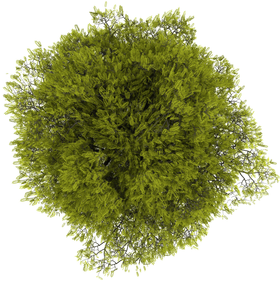 Transparent Tree Plan PNG Unlimited  HD Free Download
