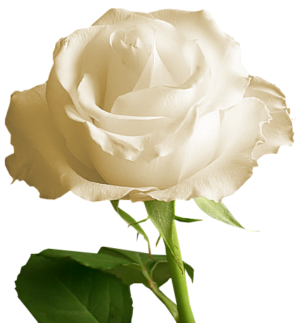 Transparent White Rose Gallery High  HD Free Download