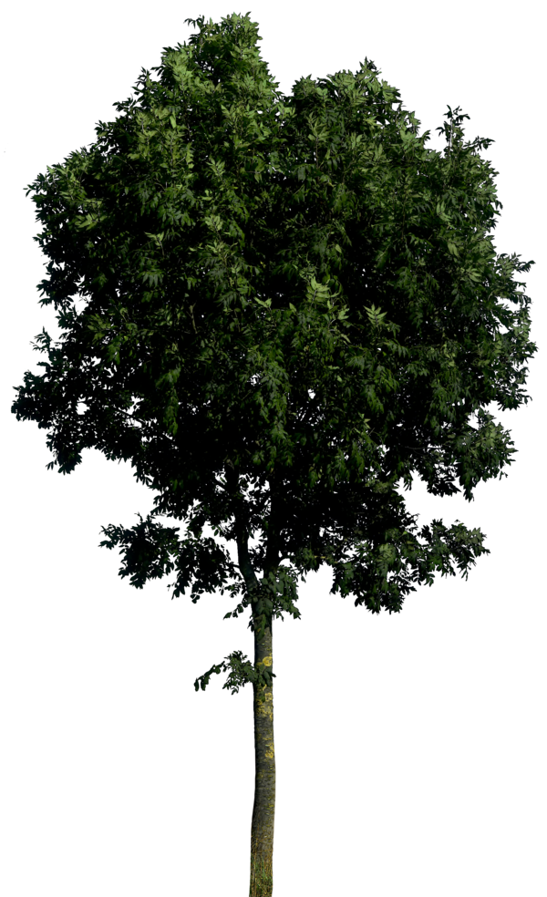 Dark Tree PNG Background  HD Free Download