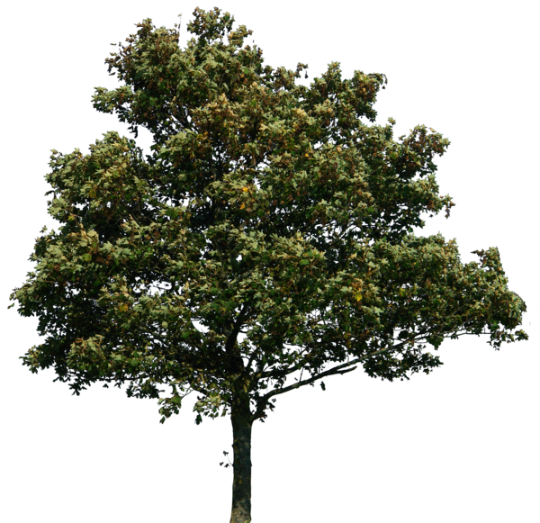 Tree Background  HD Free Download