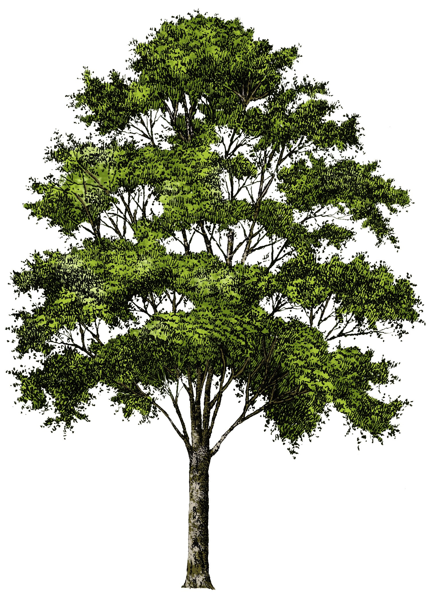 Tree Images Pictures  HD Free Download