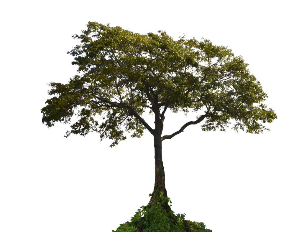 Tree Photo Annamae22 Deviantart  HD Free Download