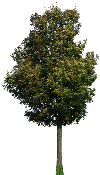 Tree Plan Tree PNG Transparent Image And Clipart  HD Free Download