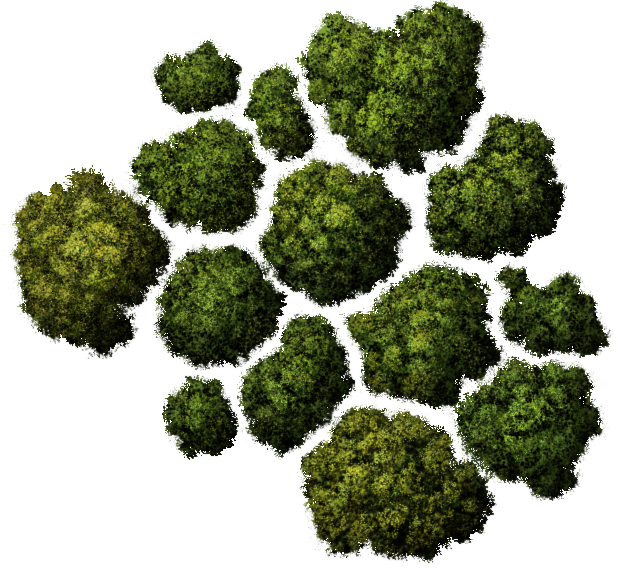 Tree Plan Top Tree Pictures Icon HD Free Download