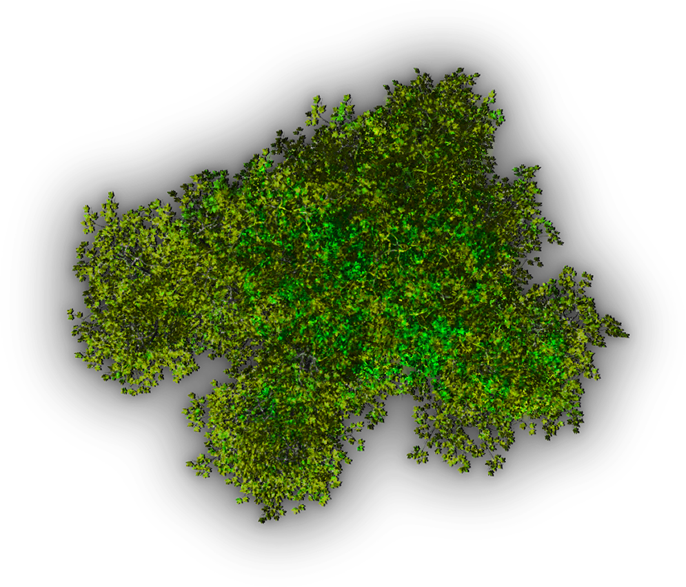Tree Plan Top Tree Transparent PNG Pictures Icons And PNG  HD Free Download