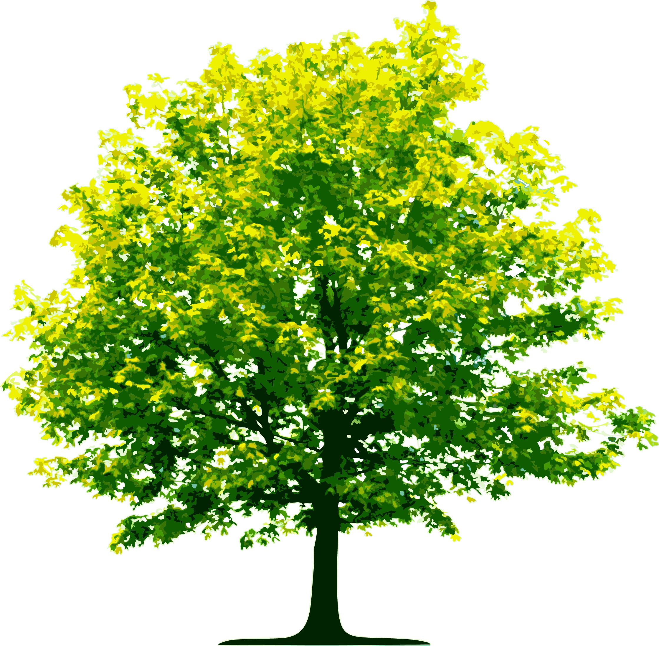 Tree Plan Top Tree Transparent PNG Pictures Icons And PNG HD Free Download