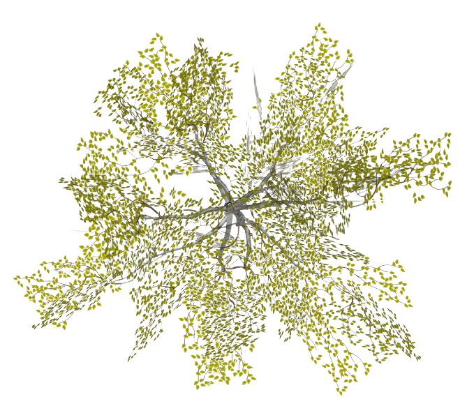 Tree Plan Tree PNG Plan Pictures Images Tree PNG Plan  HD Free Download