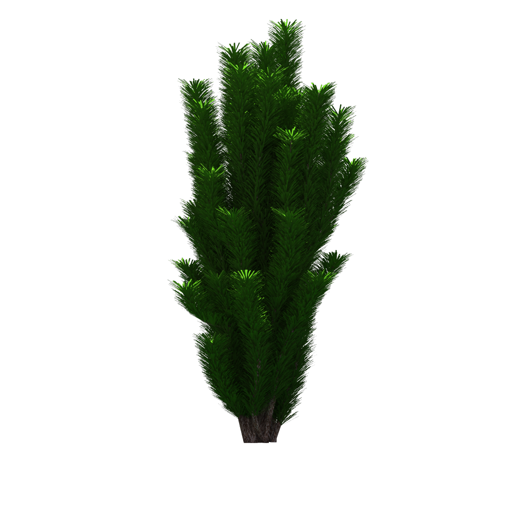 Tree PNG Real Tree PNG For Photoshop Picsart  HD Free Download