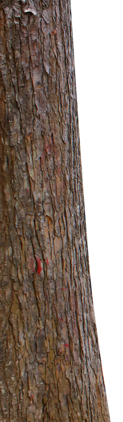Tree Trunk Andhikazanuar  HD Free Download