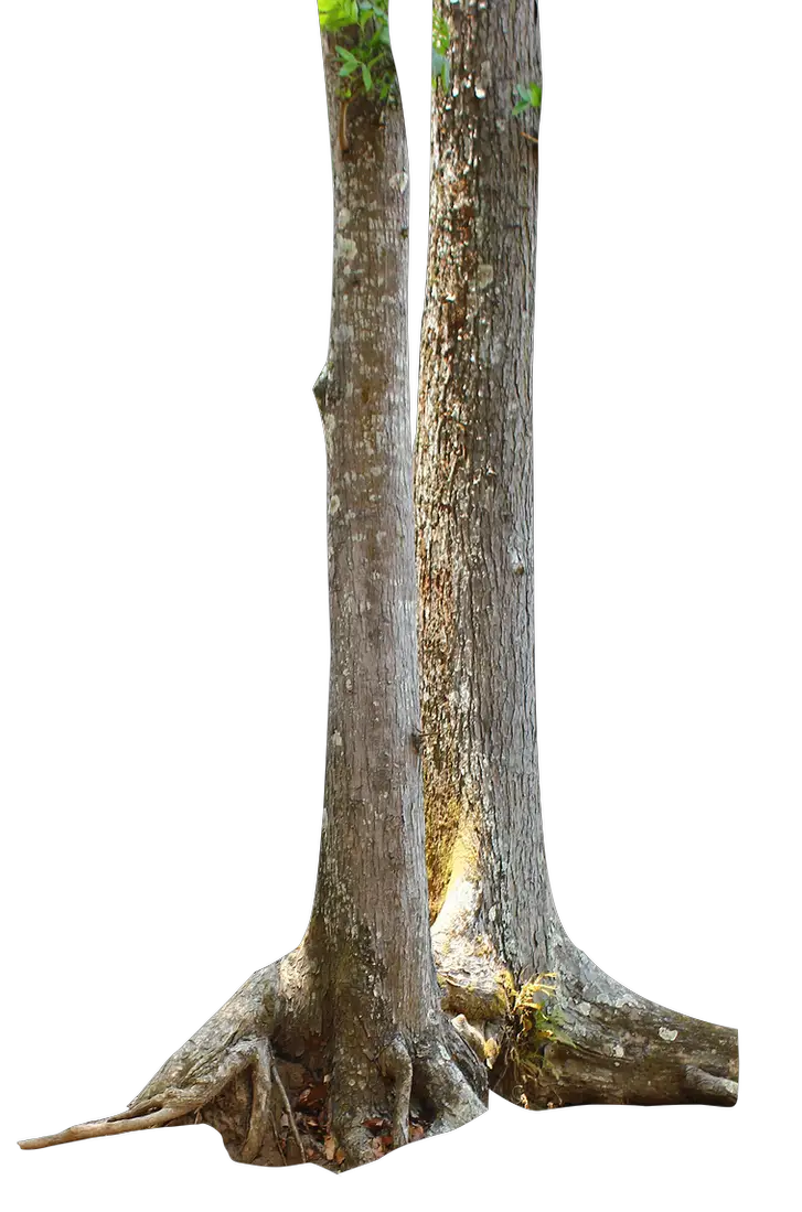 Tree Trunk PNG Andhikazanuar  HD Free Download