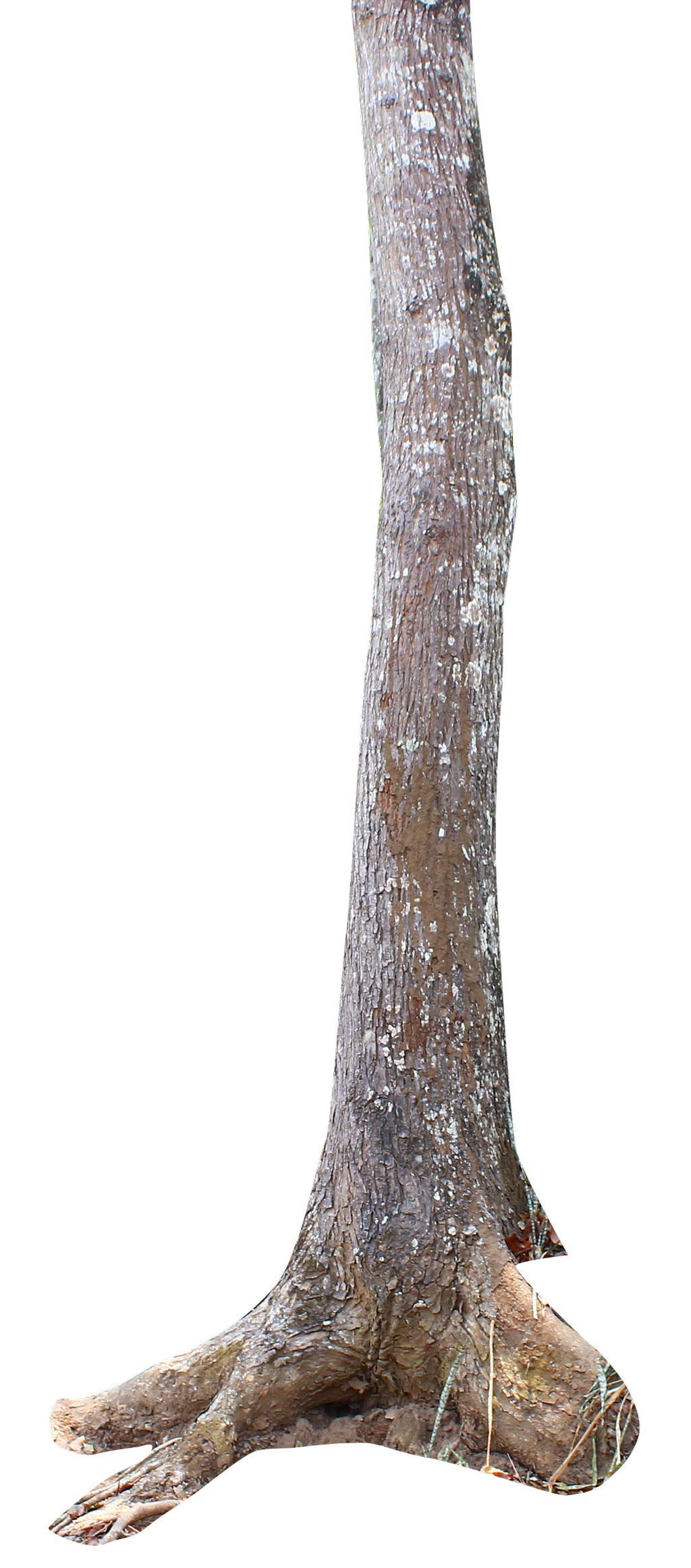 Tree Trunk PNG Andhikazanuar  HD Free Download